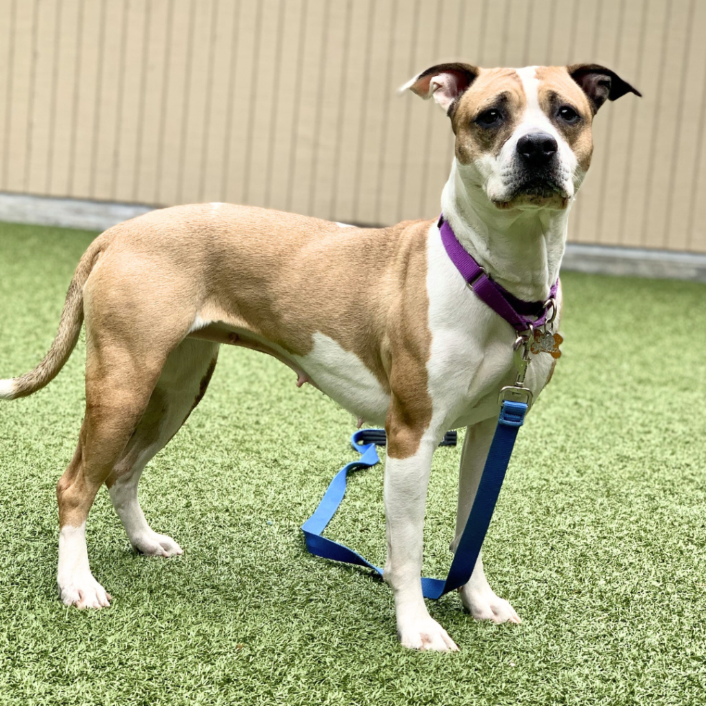 Kitsap Humane Society Pet of the Week — Jude!