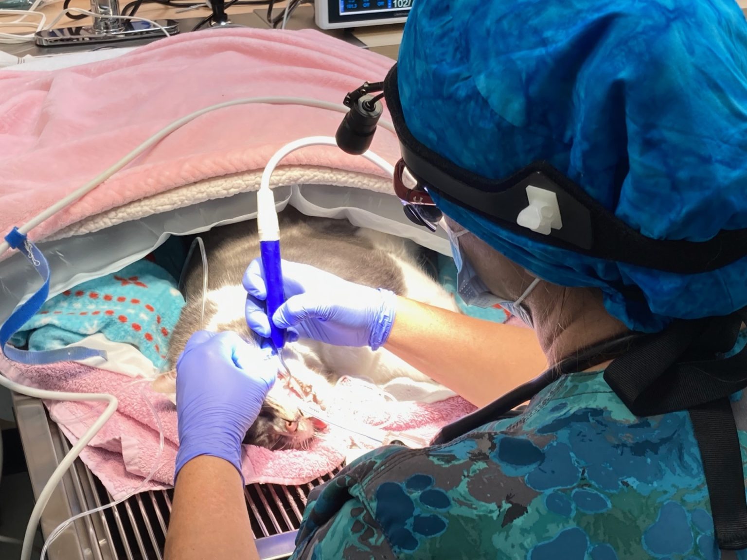 Kitsap Humane Society Veterinary Lifesaving Center