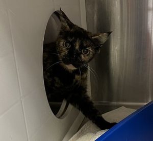 https://www.kitsap-humane.org/wp-content/uploads/2023/11/Plateau-300x275.jpg